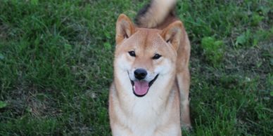 Sheer Heaven - Shiba Inu Dogs, Shiba Inu Puppies